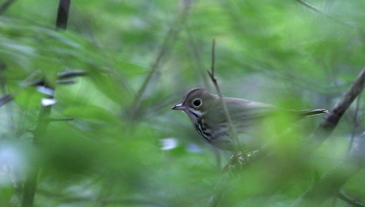 Ovenbird - Jay McGowan