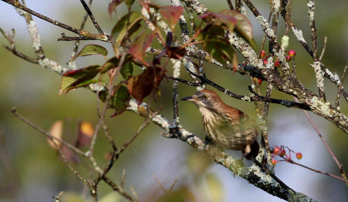 Brown Thrasher - ML69648461