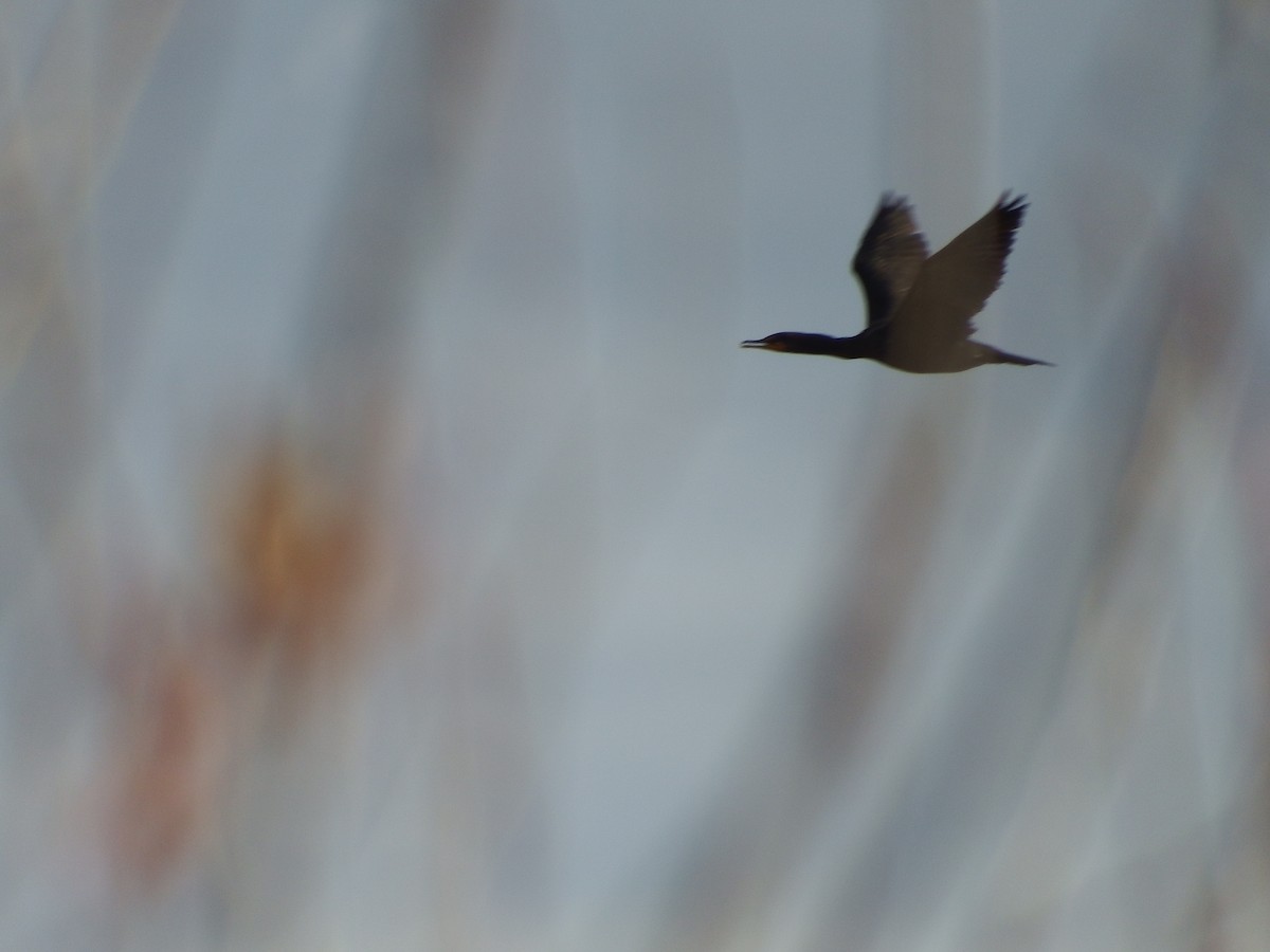 Double-crested Cormorant - ML69649121