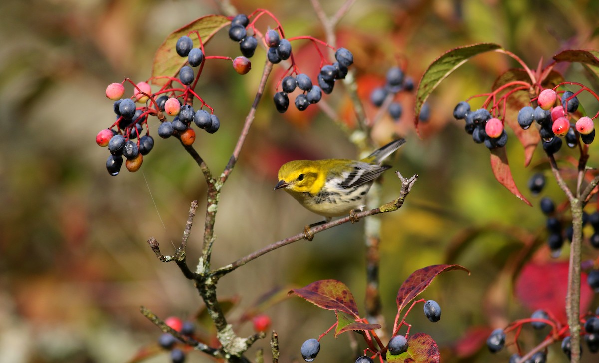 Black-throated Green Warbler - ML69649301