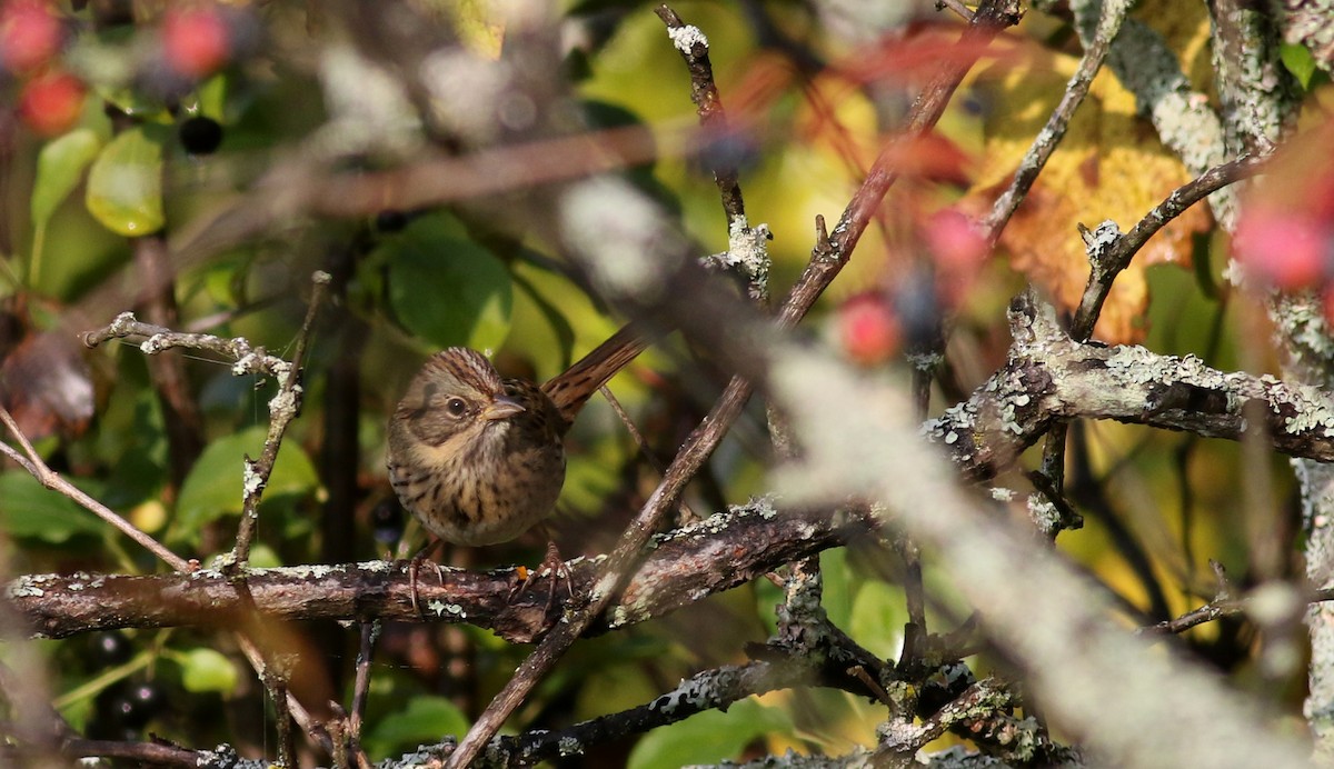 Lincoln's Sparrow - ML69649351