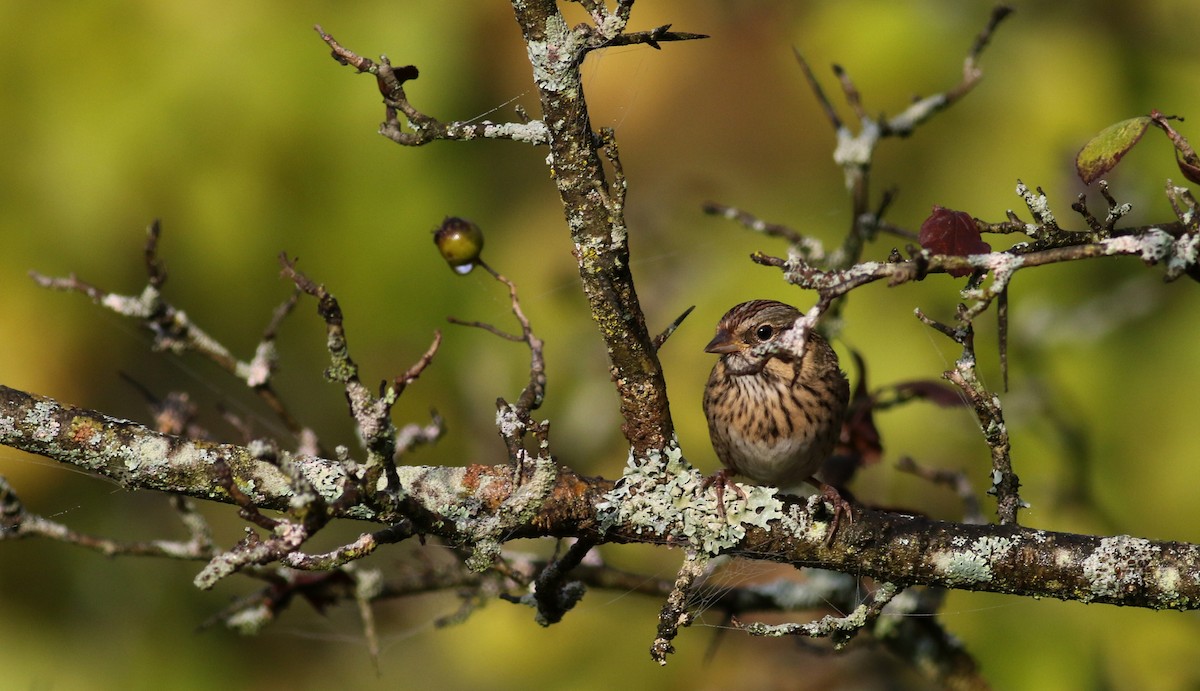 Lincoln's Sparrow - ML69649511