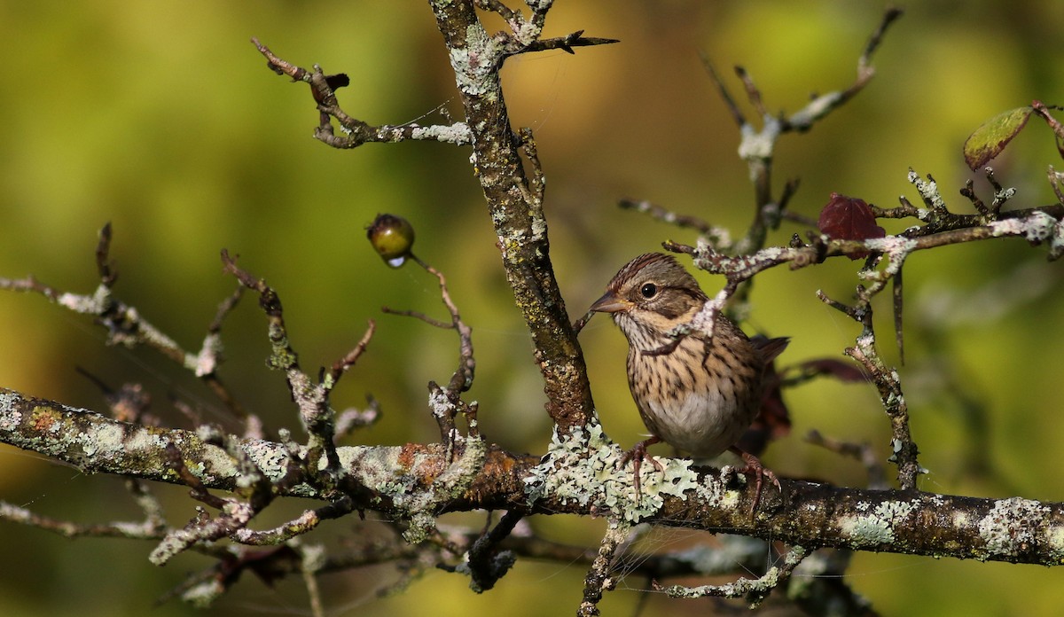 Lincoln's Sparrow - ML69649531