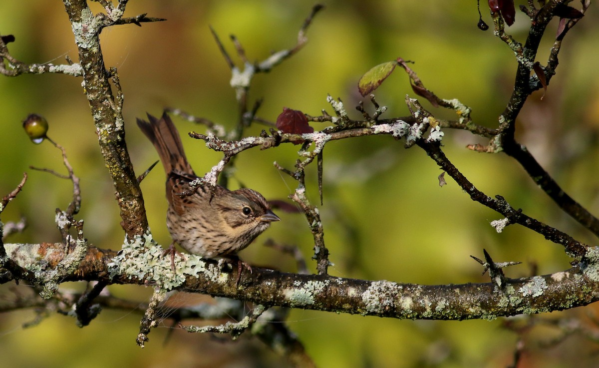 Lincoln's Sparrow - ML69649541