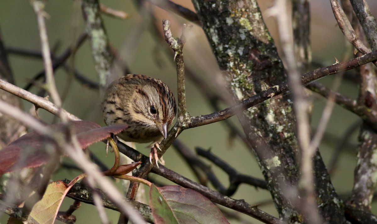 Lincoln's Sparrow - ML69649731