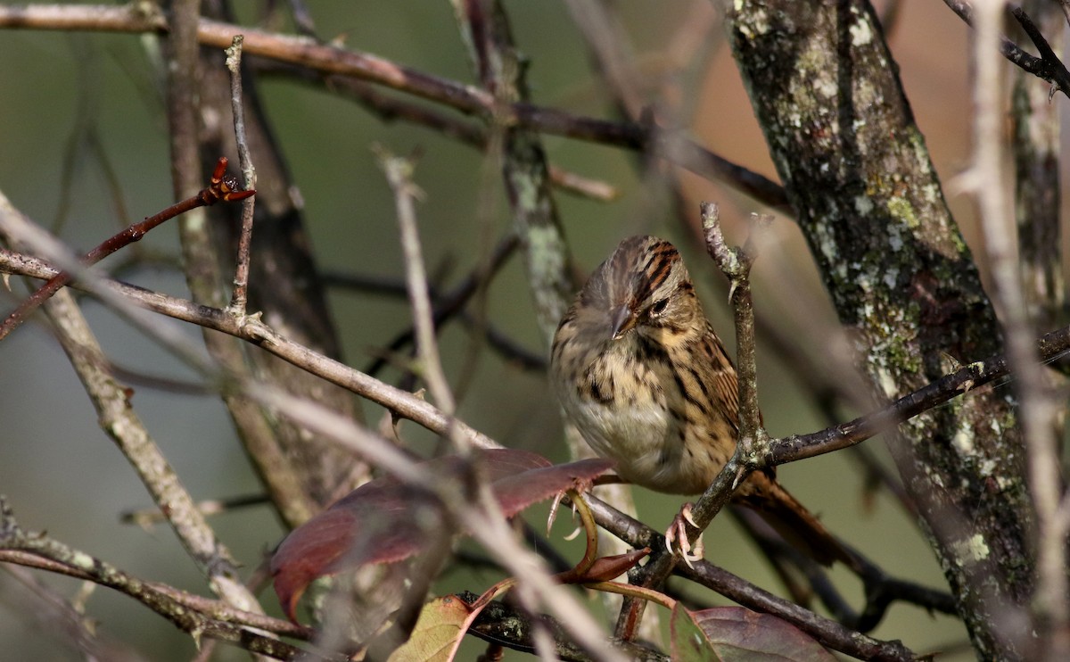 Lincoln's Sparrow - Jay McGowan