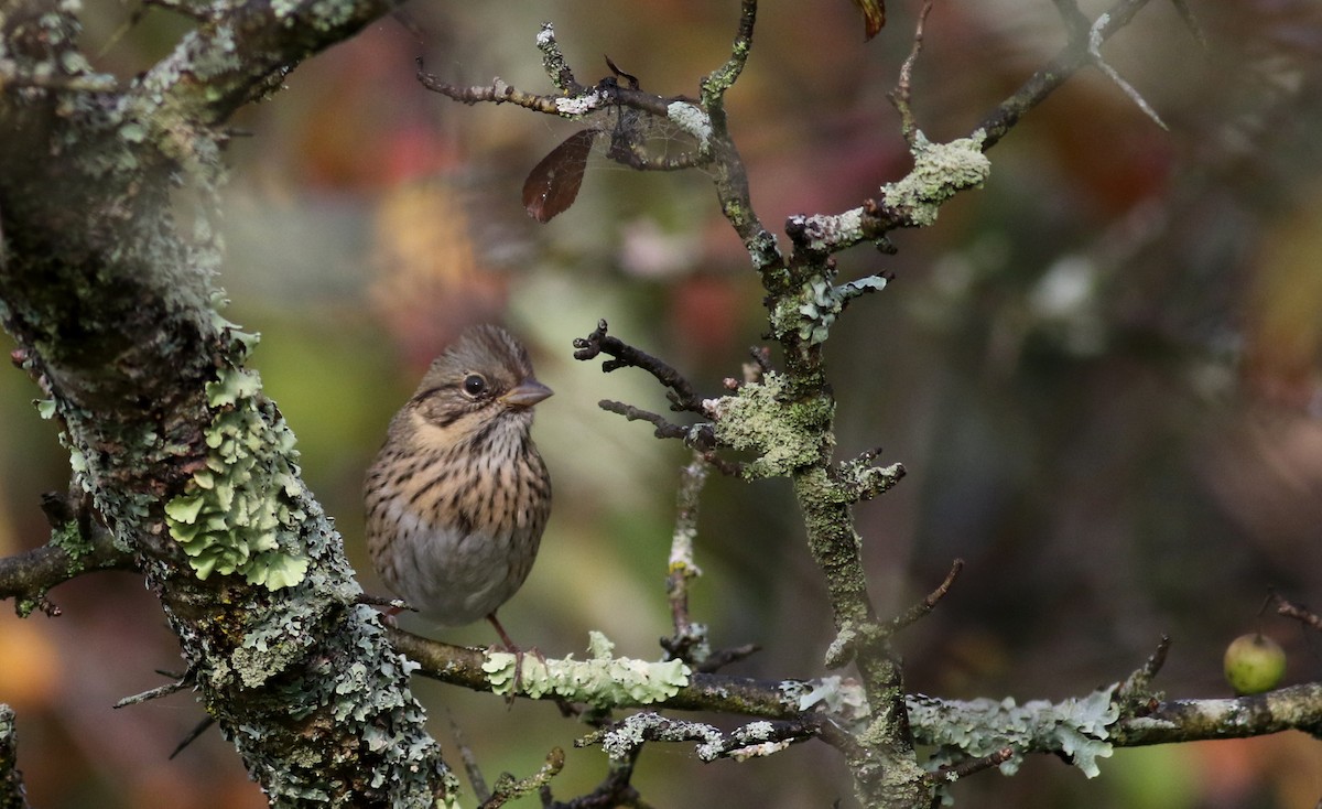 Lincoln's Sparrow - ML69649871