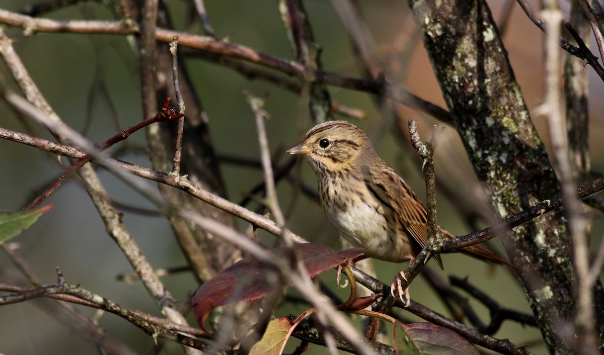 Lincoln's Sparrow - ML69649891