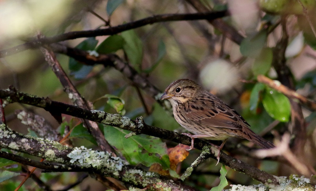 Lincoln's Sparrow - ML69649921