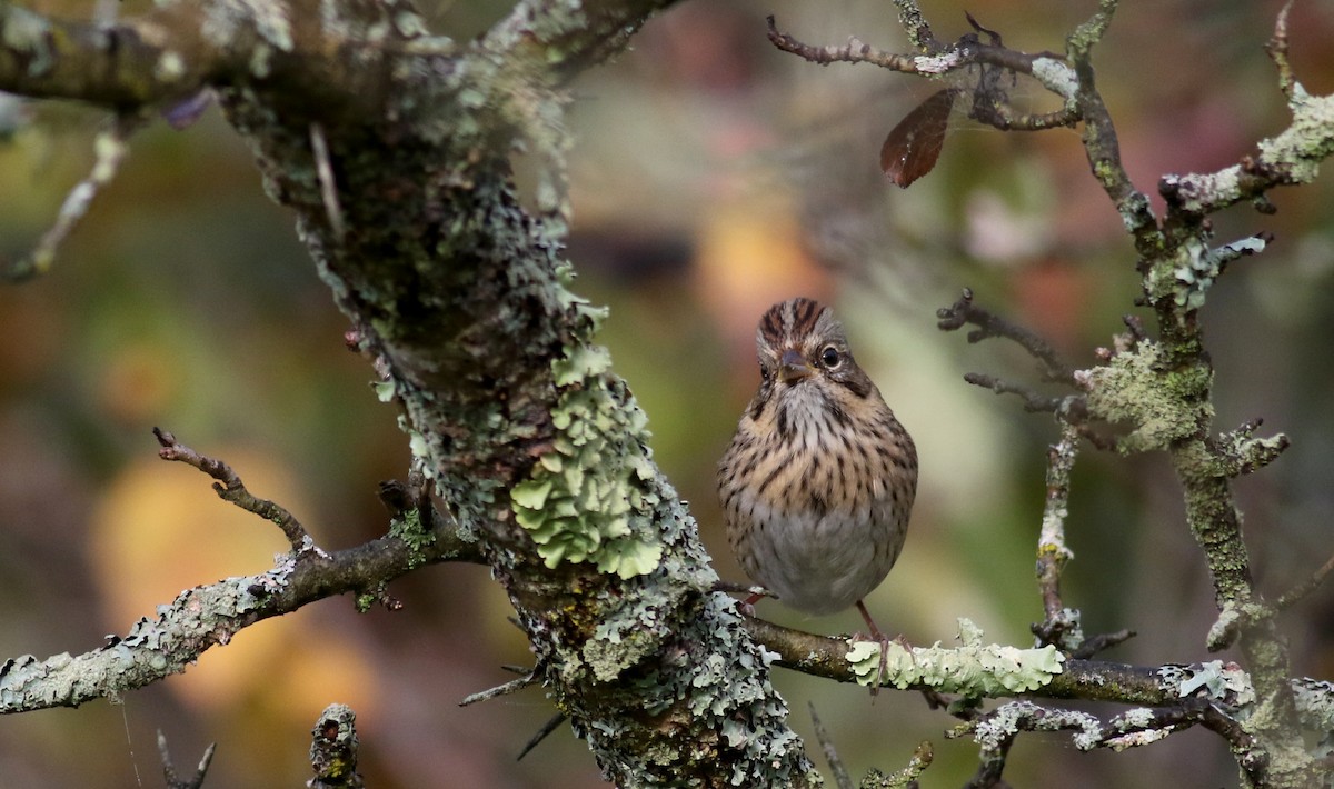 Lincoln's Sparrow - ML69649931