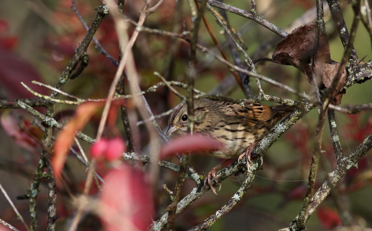 Lincoln's Sparrow - ML69649941