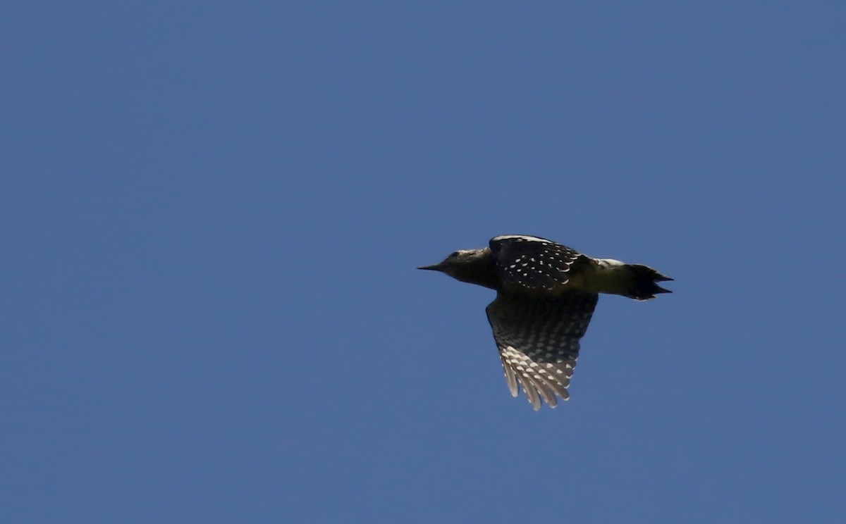 Yellow-bellied Sapsucker - ML69650021