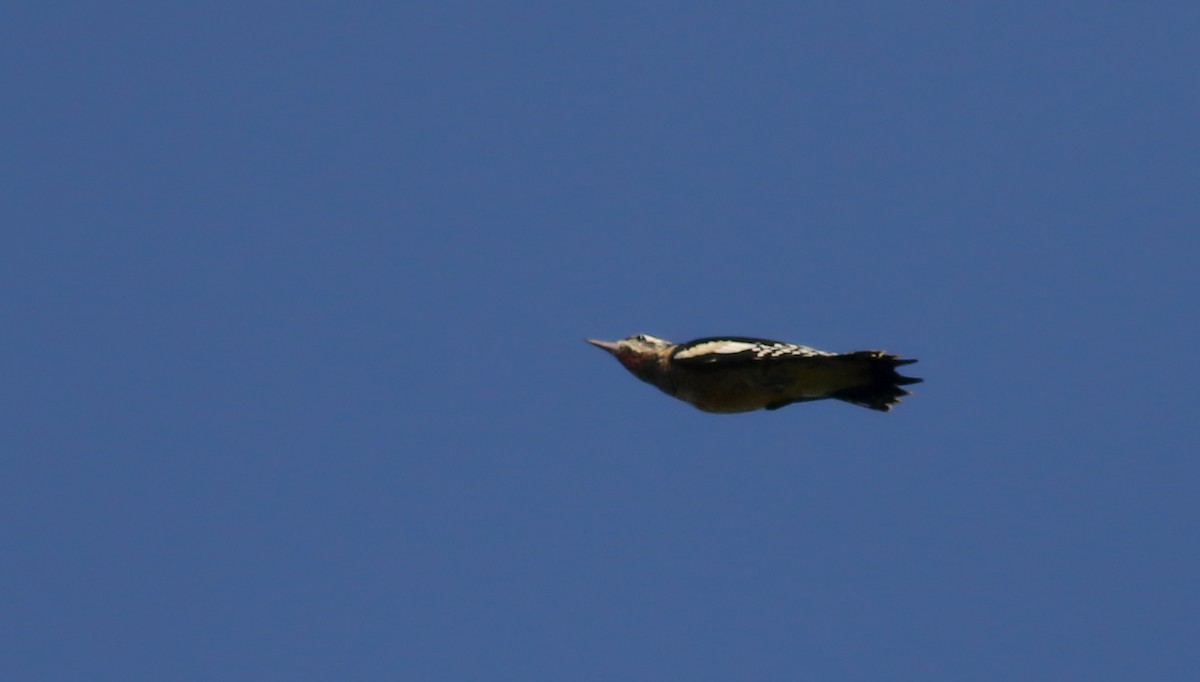 Yellow-bellied Sapsucker - ML69650031