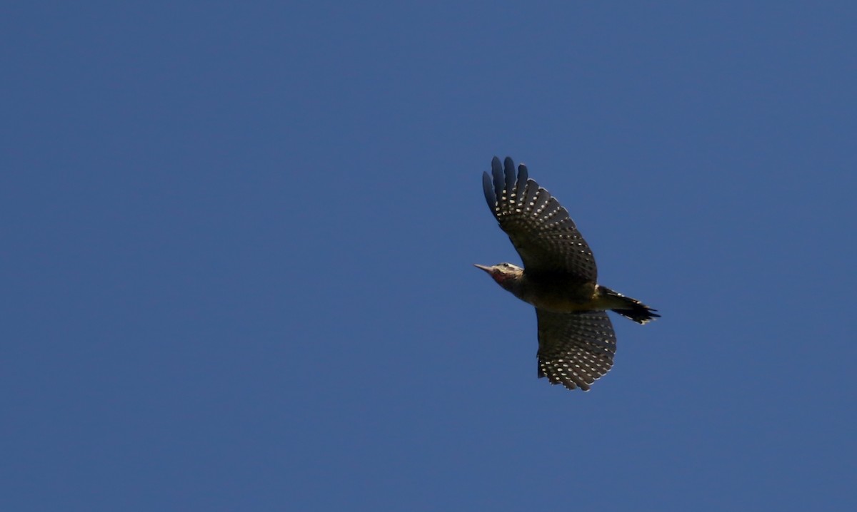 Yellow-bellied Sapsucker - ML69650041