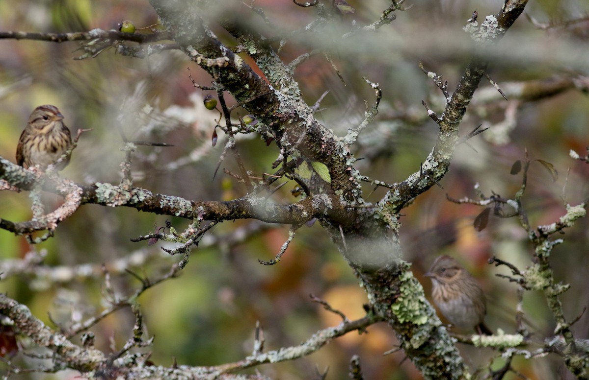 Lincoln's Sparrow - ML69650161