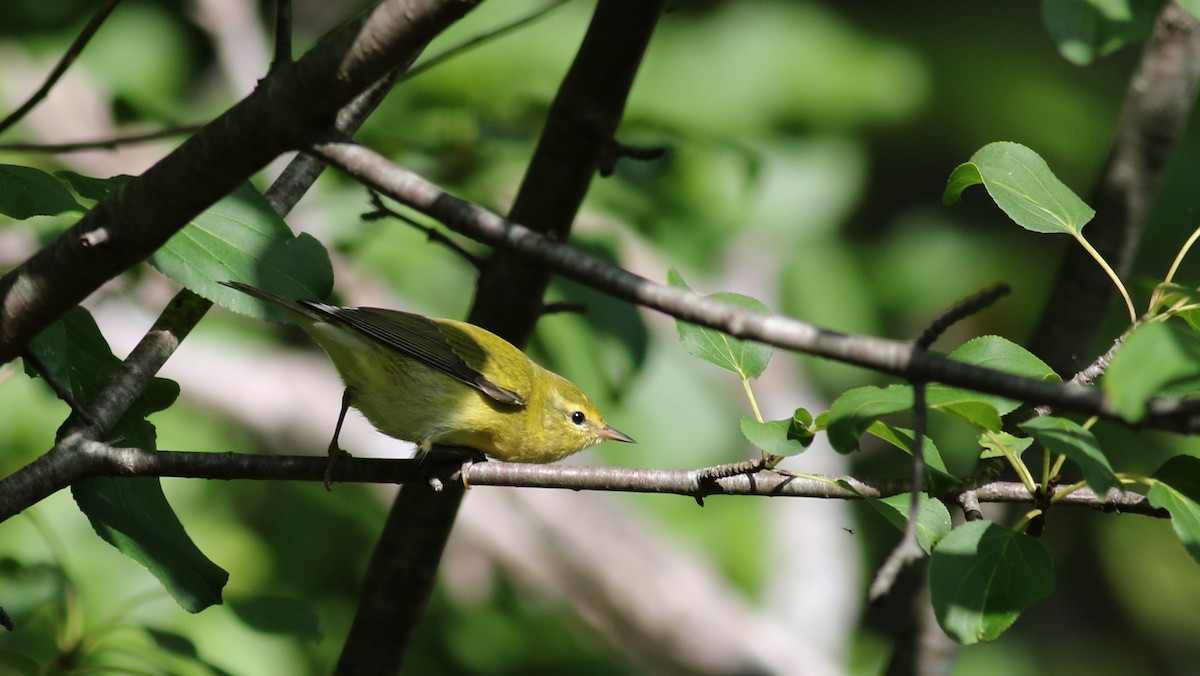 Tennessee Warbler - Jay McGowan