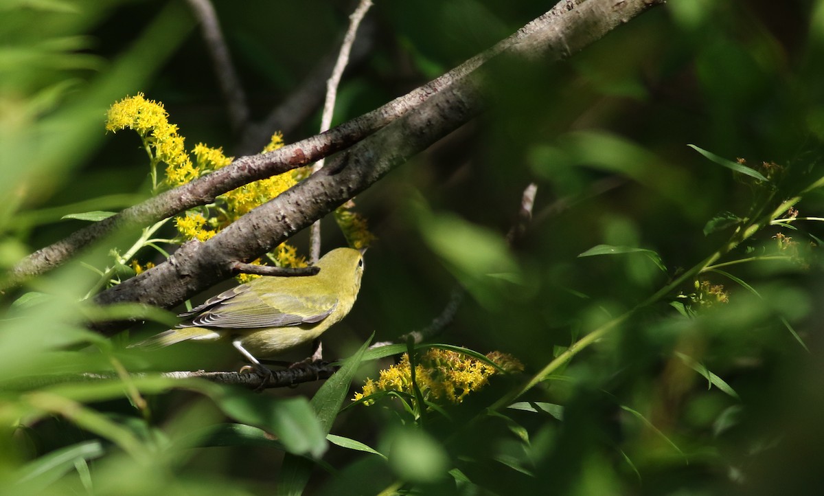 Tennessee Warbler - ML69650851