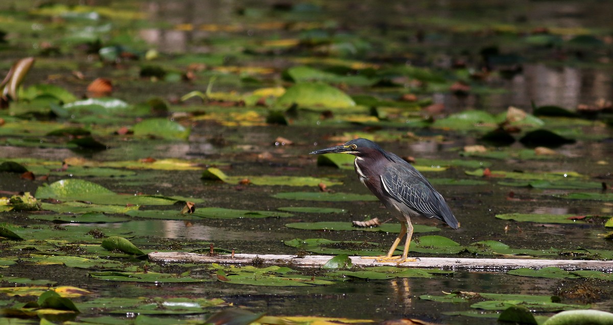 Green Heron - ML69650981