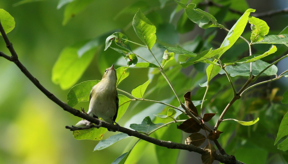 Bay-breasted Warbler - ML69650991