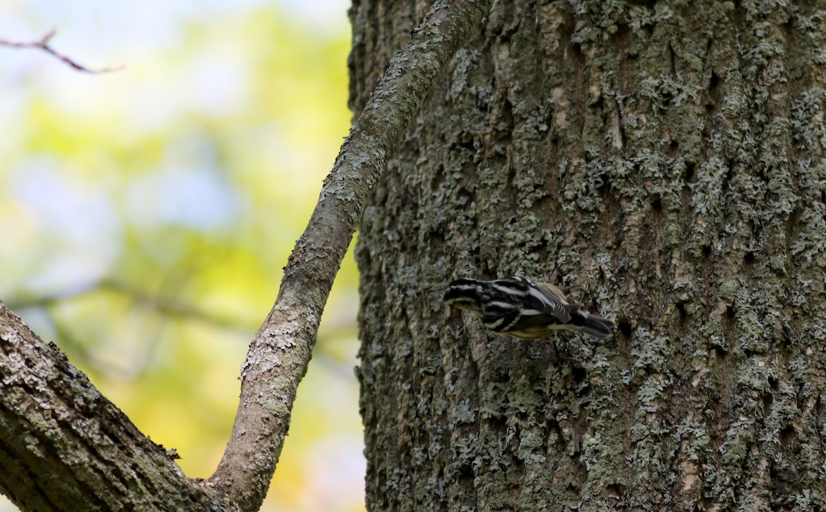 Black-and-white Warbler - Jay McGowan