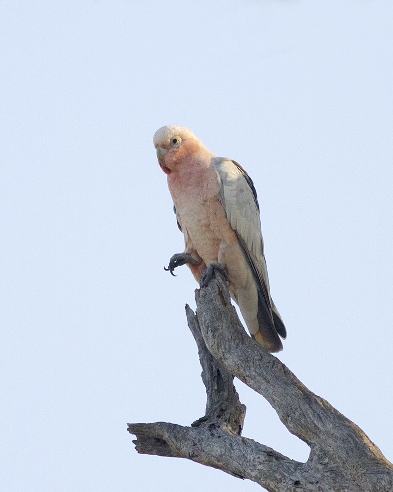 Cacatúa Galah - ML69651061