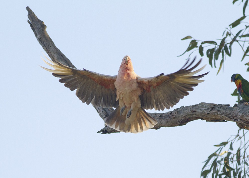 Cacatúa Galah - ML69651101