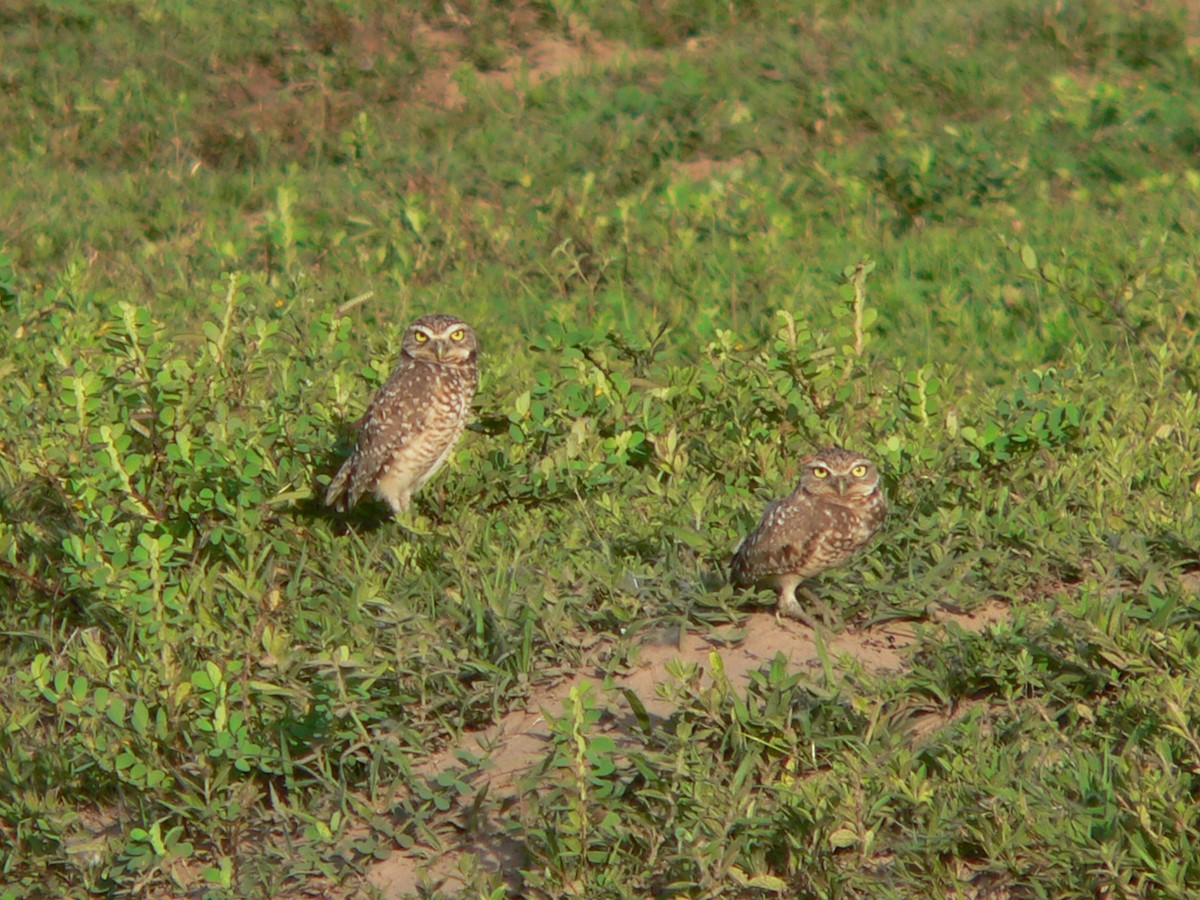 Burrowing Owl - ML69651651