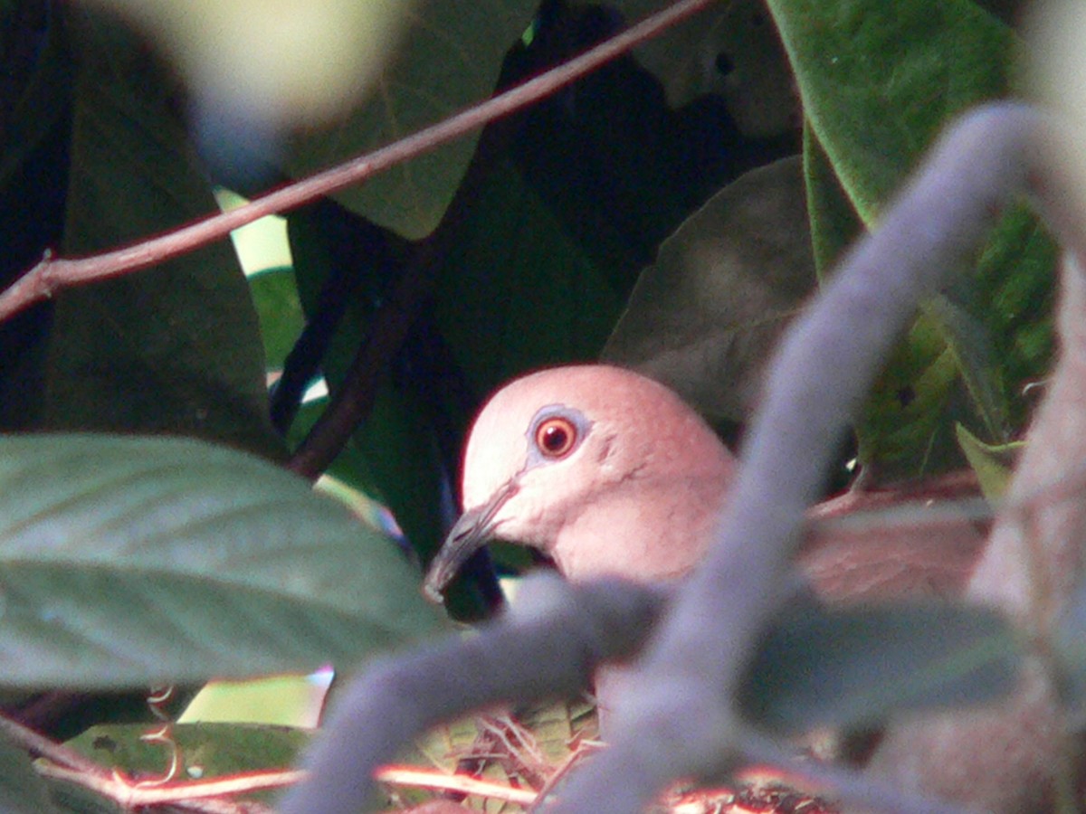 White-tipped Dove - ML69651841