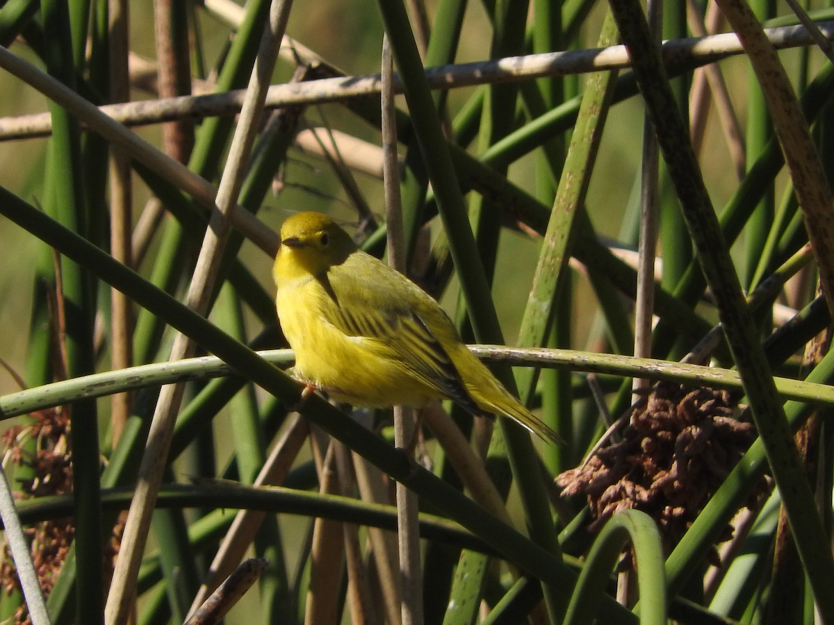 Yellow Warbler - ML69652791