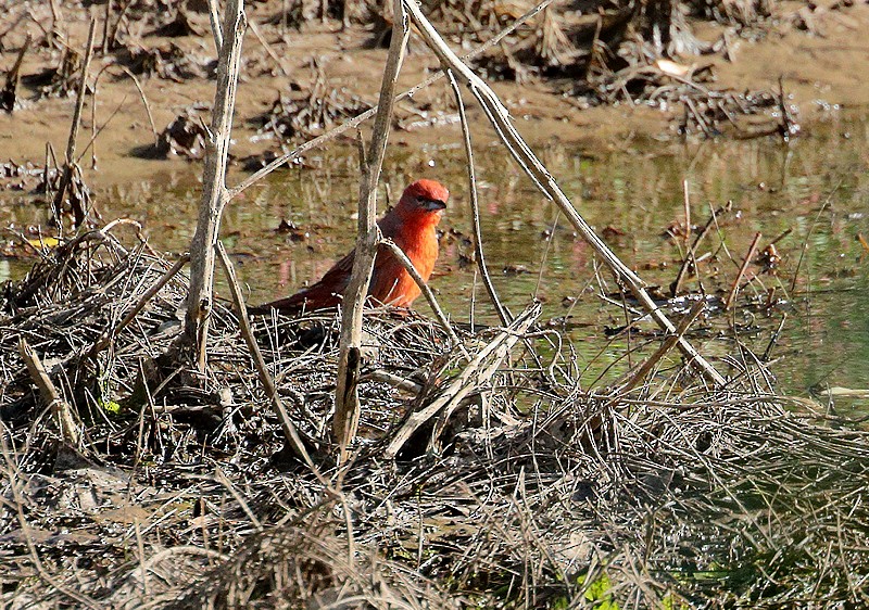 Hepatic Tanager - ML69653231