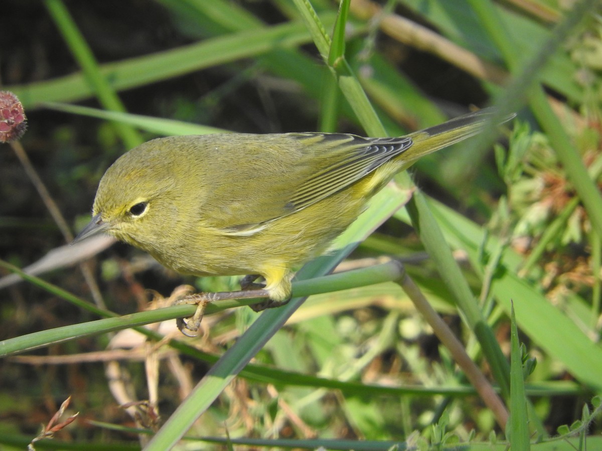 Orange-crowned Warbler - ML69653731