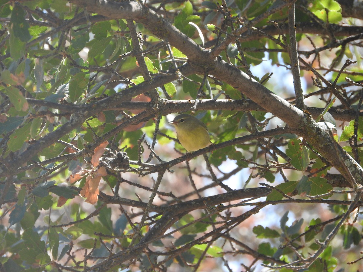 Orange-crowned Warbler - Geoffrey Helmbold