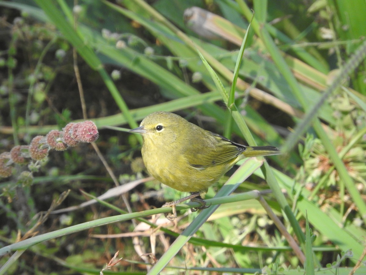 Orange-crowned Warbler - ML69653861