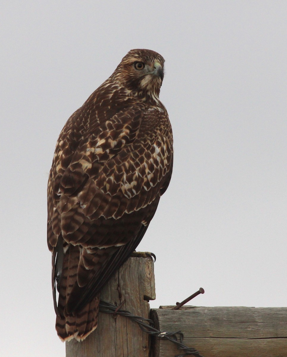 Red-tailed Hawk - ML69654791