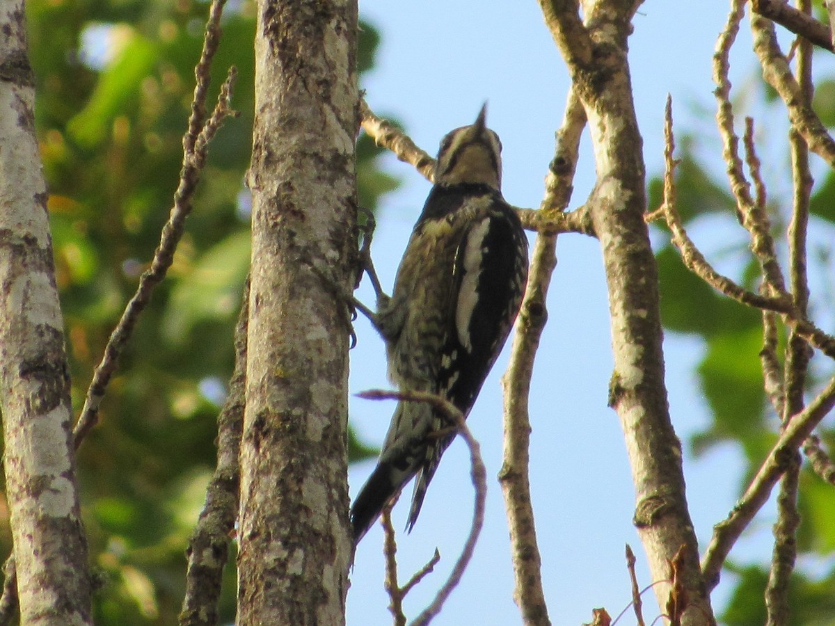 Yellow-bellied Sapsucker - David Poortinga