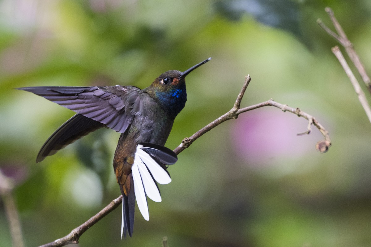 Rufous-gaped Hillstar - John Cahill xikanel.com