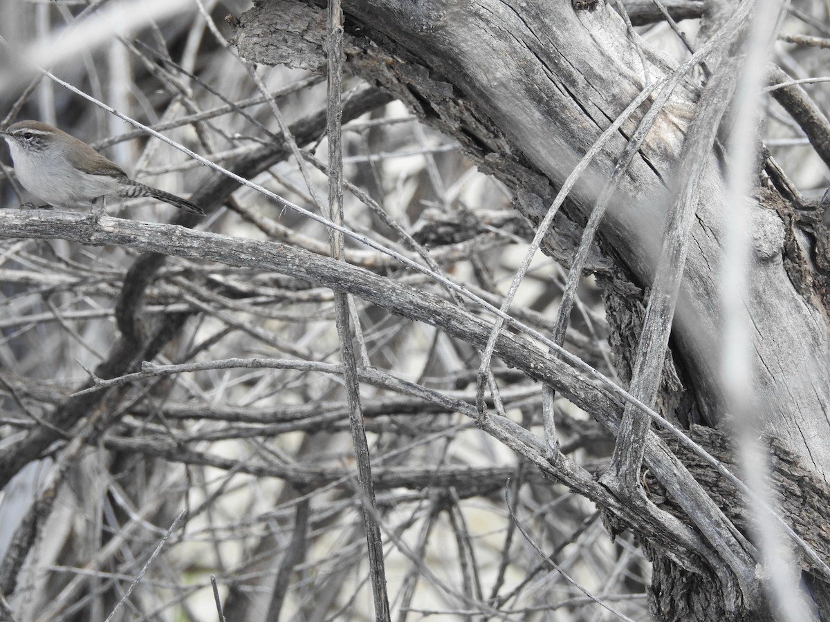 Bewick's Wren - ML69656581