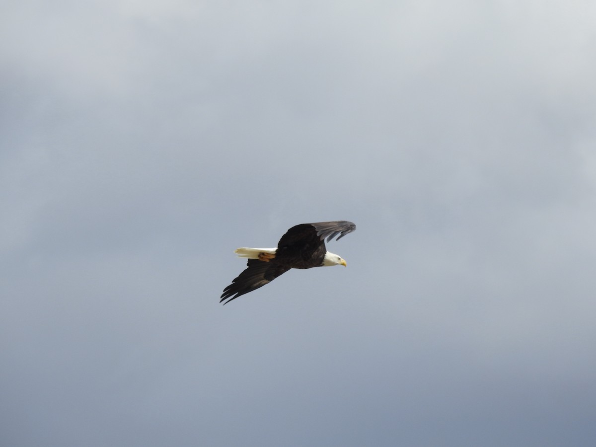 Bald Eagle - ML69656691