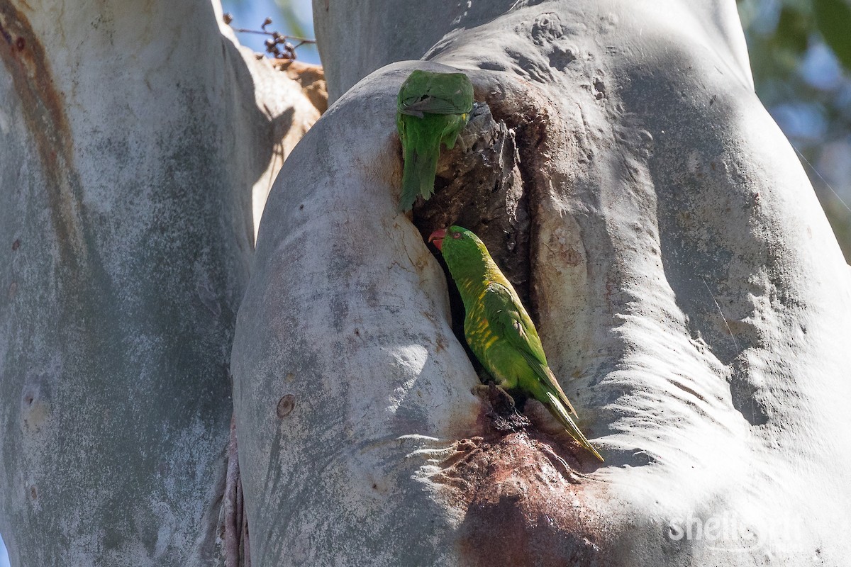 Scaly-breasted Lorikeet - ML69657001