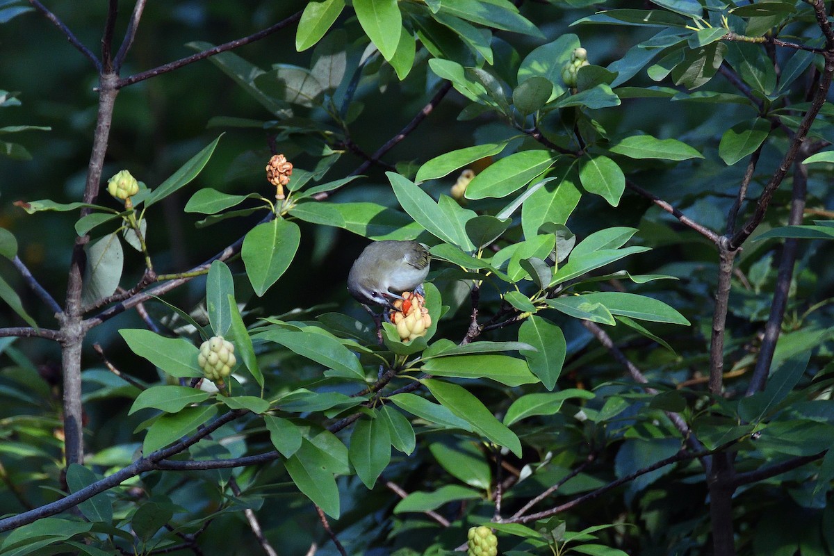 Red-eyed Vireo - ML69658241