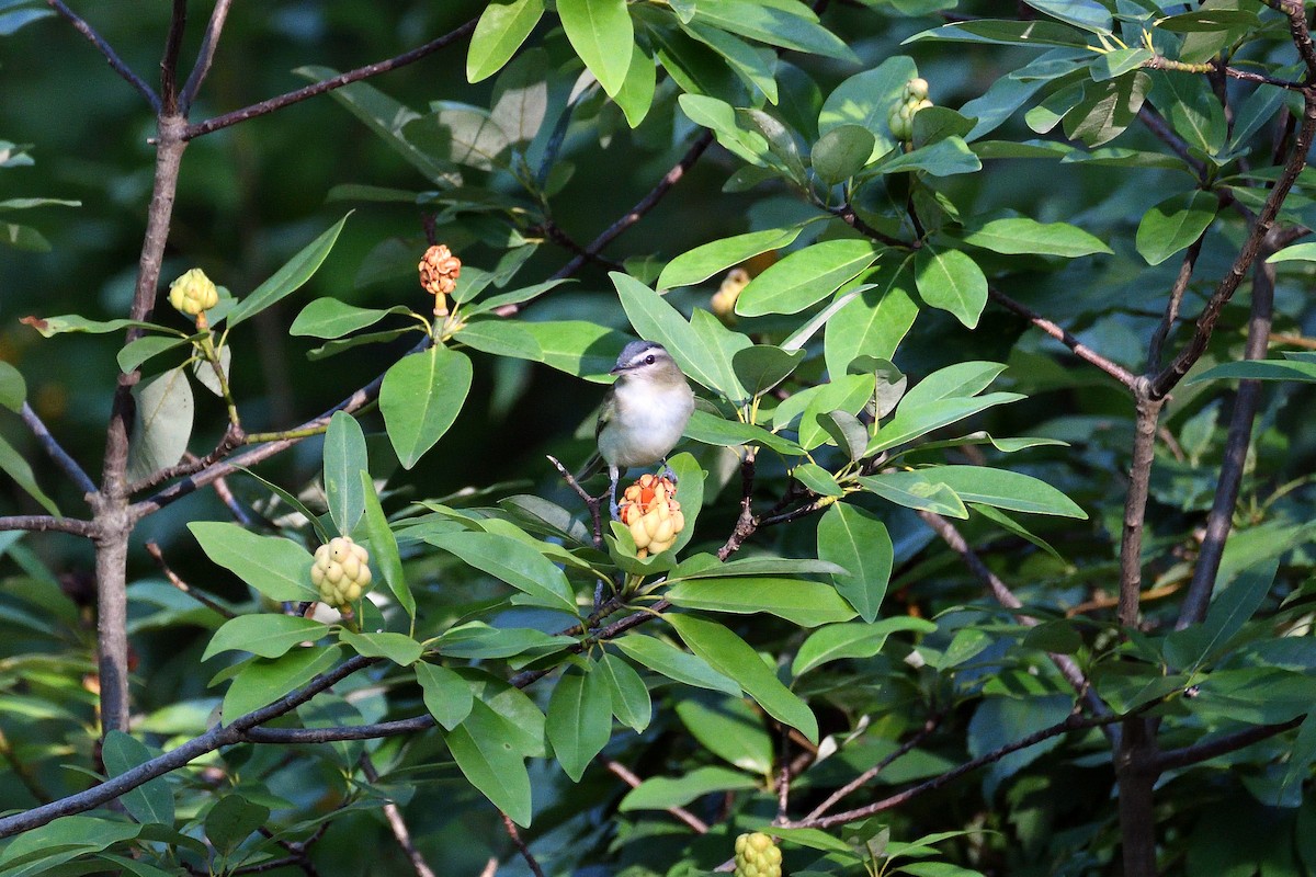 Red-eyed Vireo - ML69658251