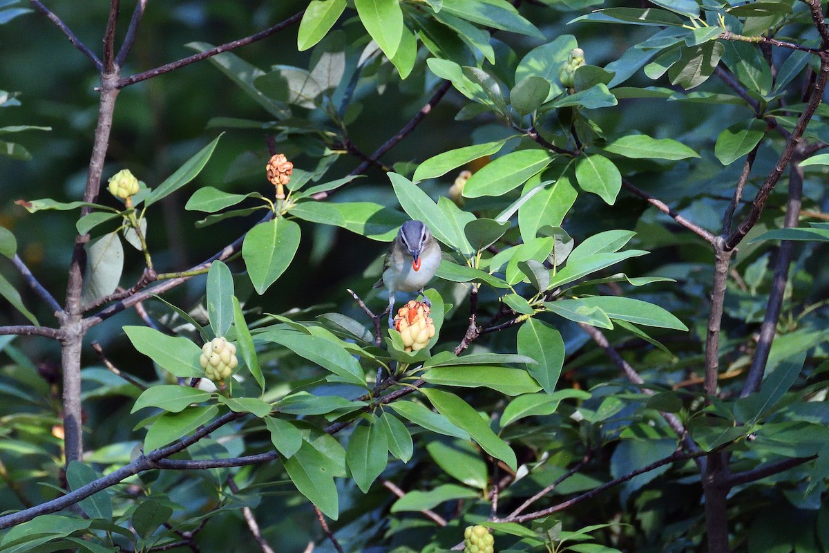 Red-eyed Vireo - ML69658261
