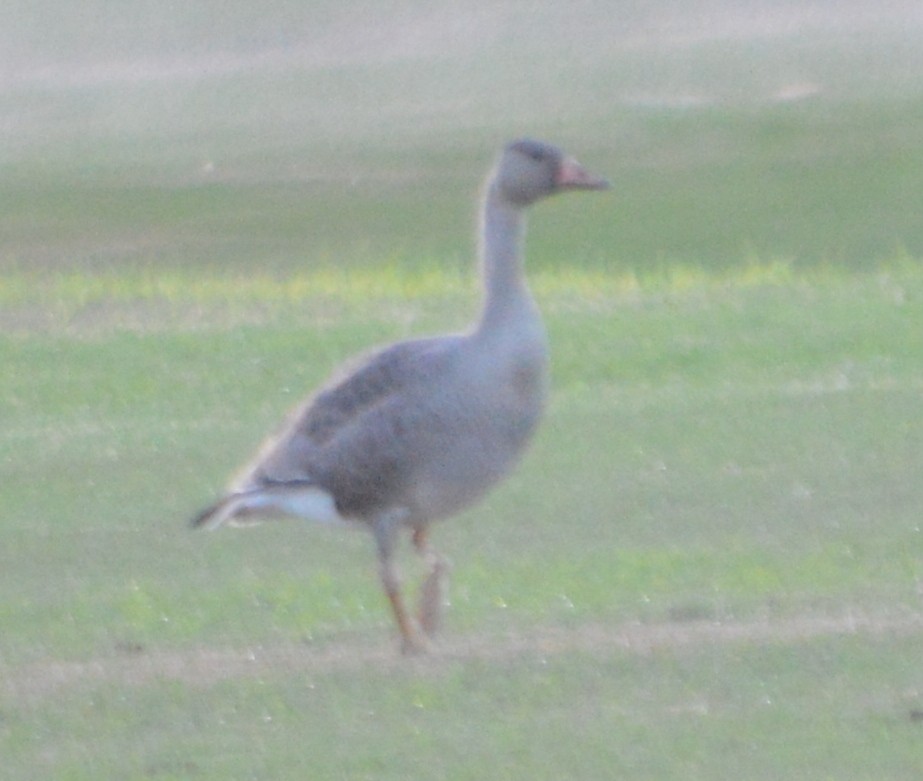 Greater White-fronted Goose - ML69659211