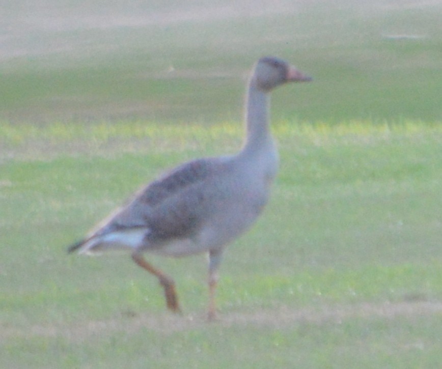 Greater White-fronted Goose - ML69659221