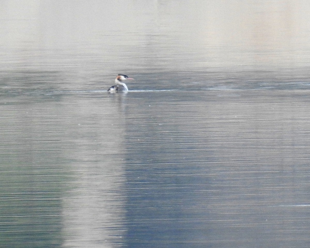 Great Crested Grebe - Scott Young