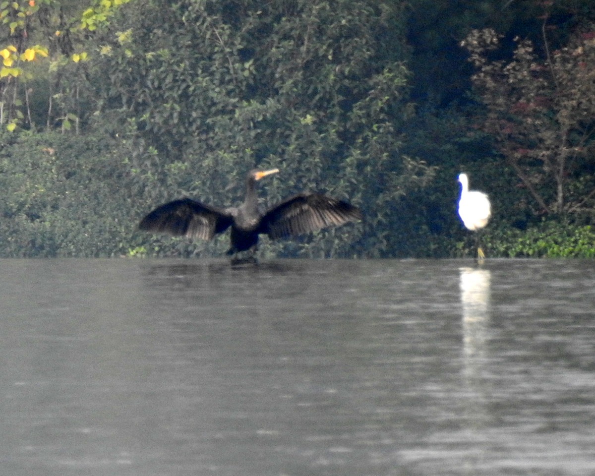 Great Cormorant - ML69661851