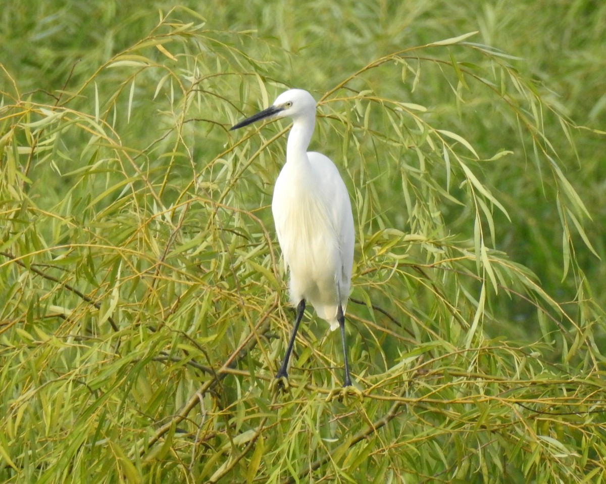 Little Egret - ML69661871