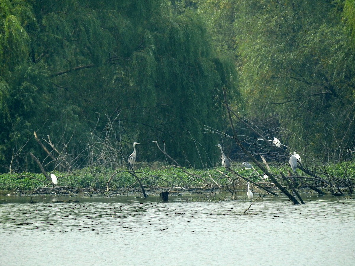 Gray Heron - ML69661881