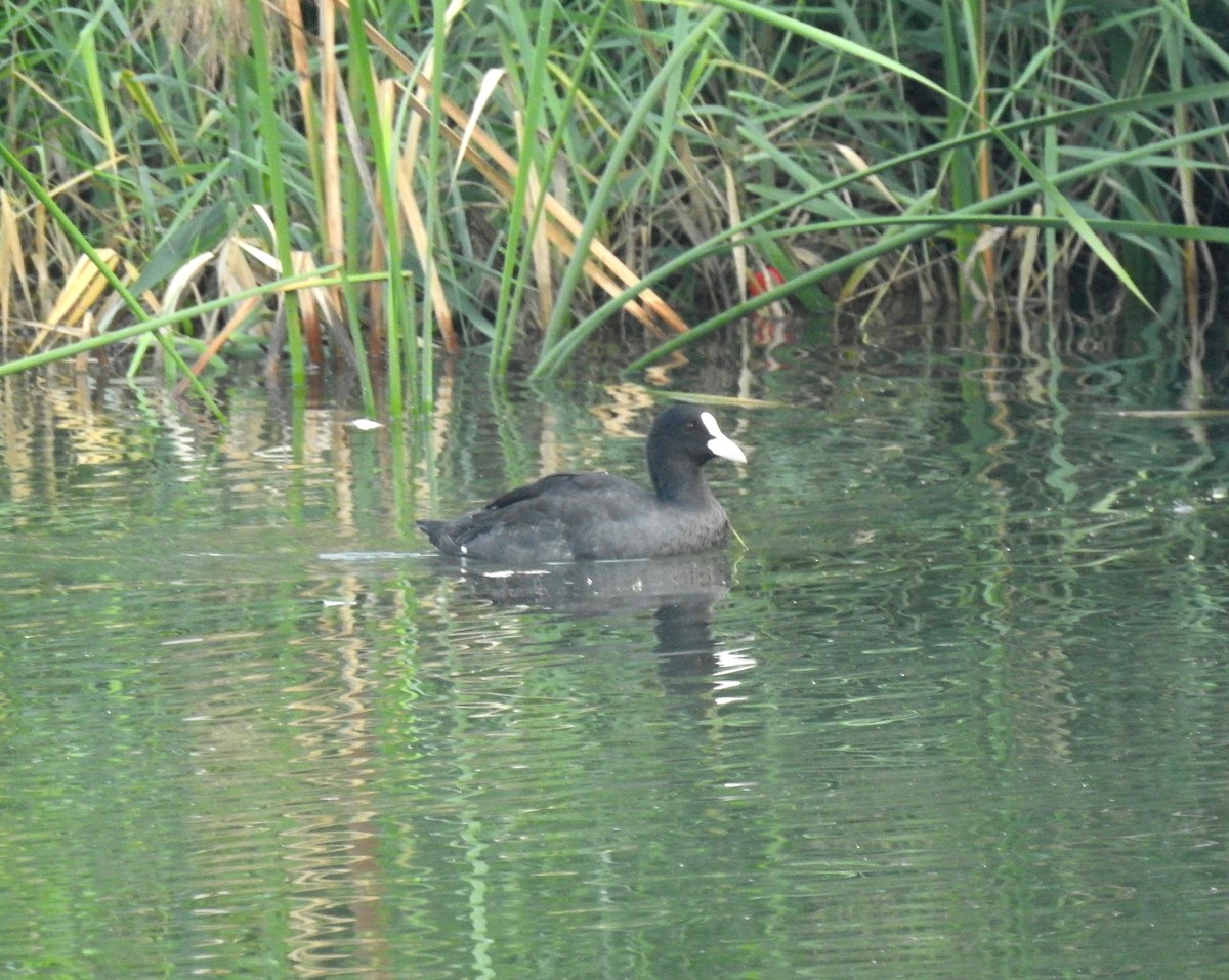 Eurasian Coot - ML69661921