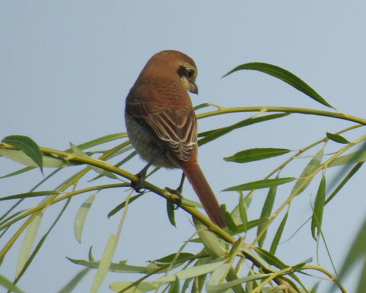 Brown Shrike - ML69661981